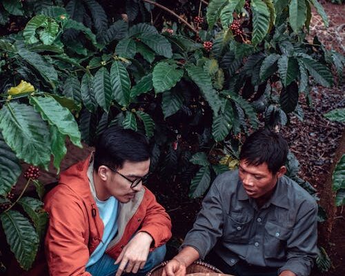 biodiversity and coffee farming in brazil