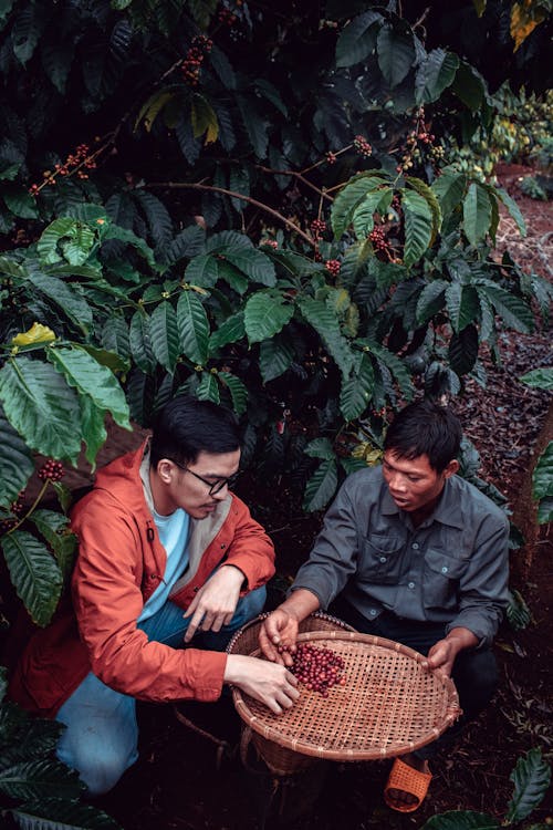 biodiversity and coffee farming in brazil