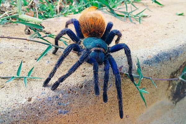 cobalt blue tarantula