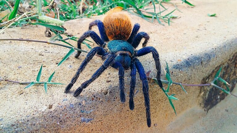 cobalt blue tarantula