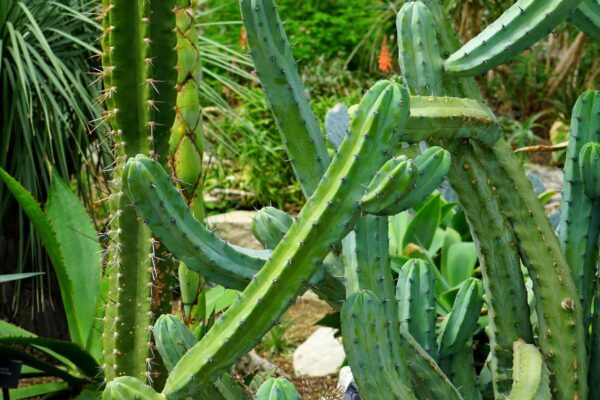 peruvian apple cactus