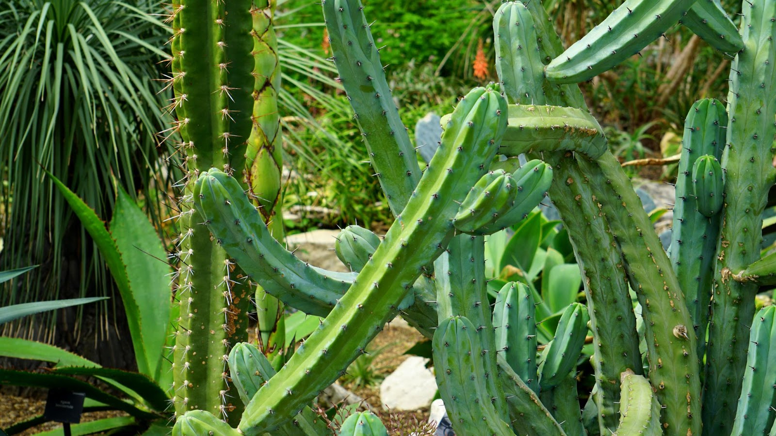 peruvian apple cactus